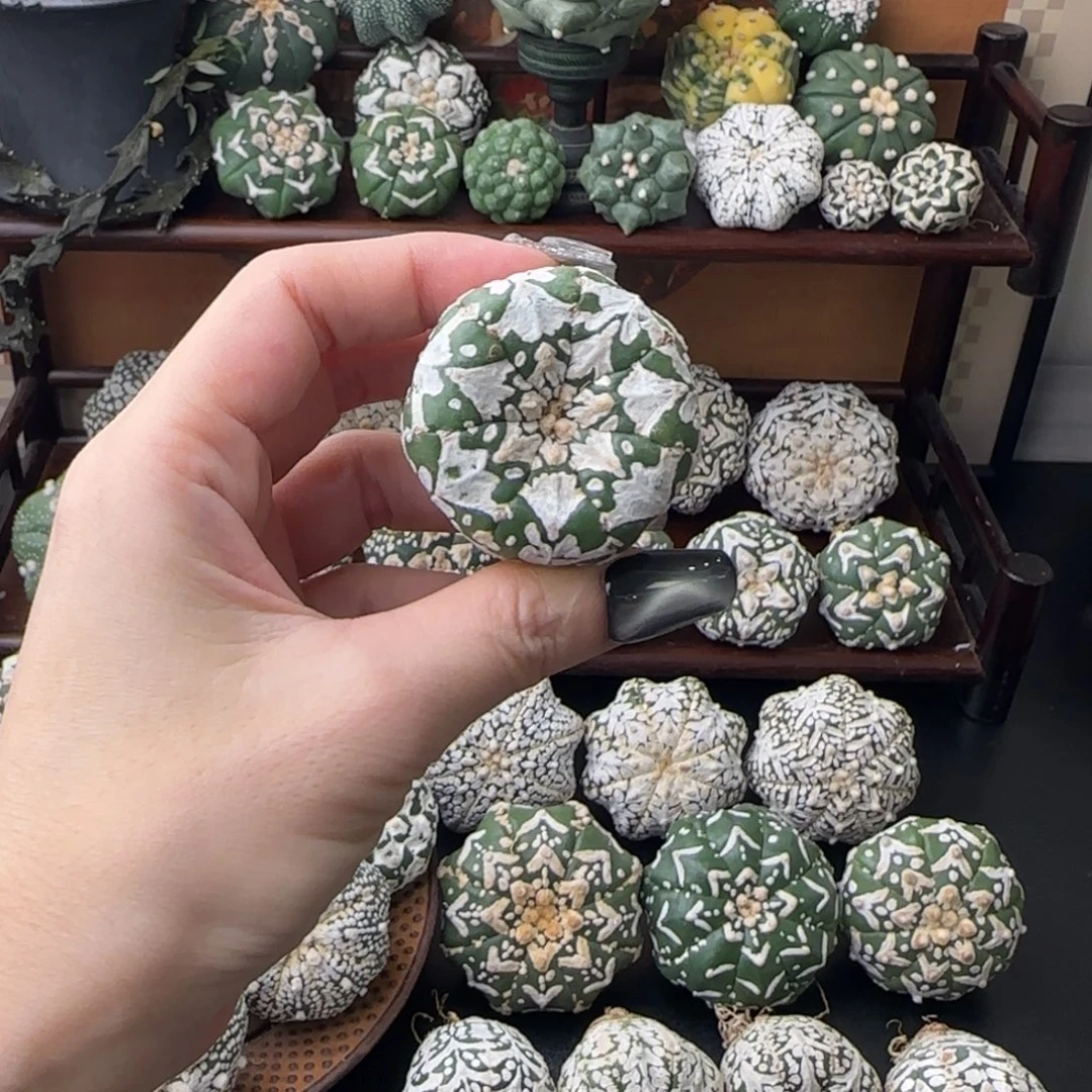 开播福利瑕疵不退