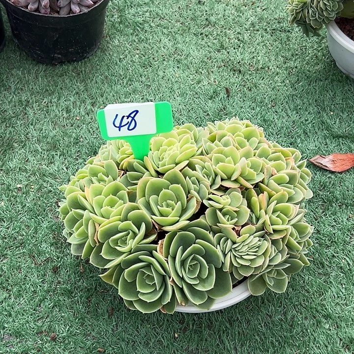 48星娜塔带盆一个