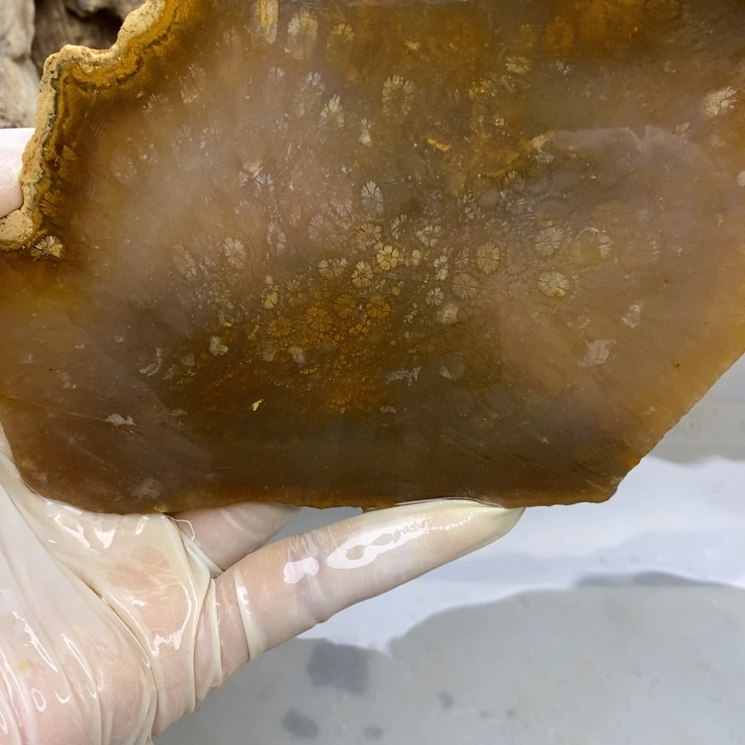 【闪购商品】硅化玉珊瑚玉未镶嵌