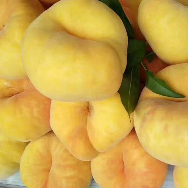 陕西头茬露天黄金密蟠桃软硬两吃京东顺丰