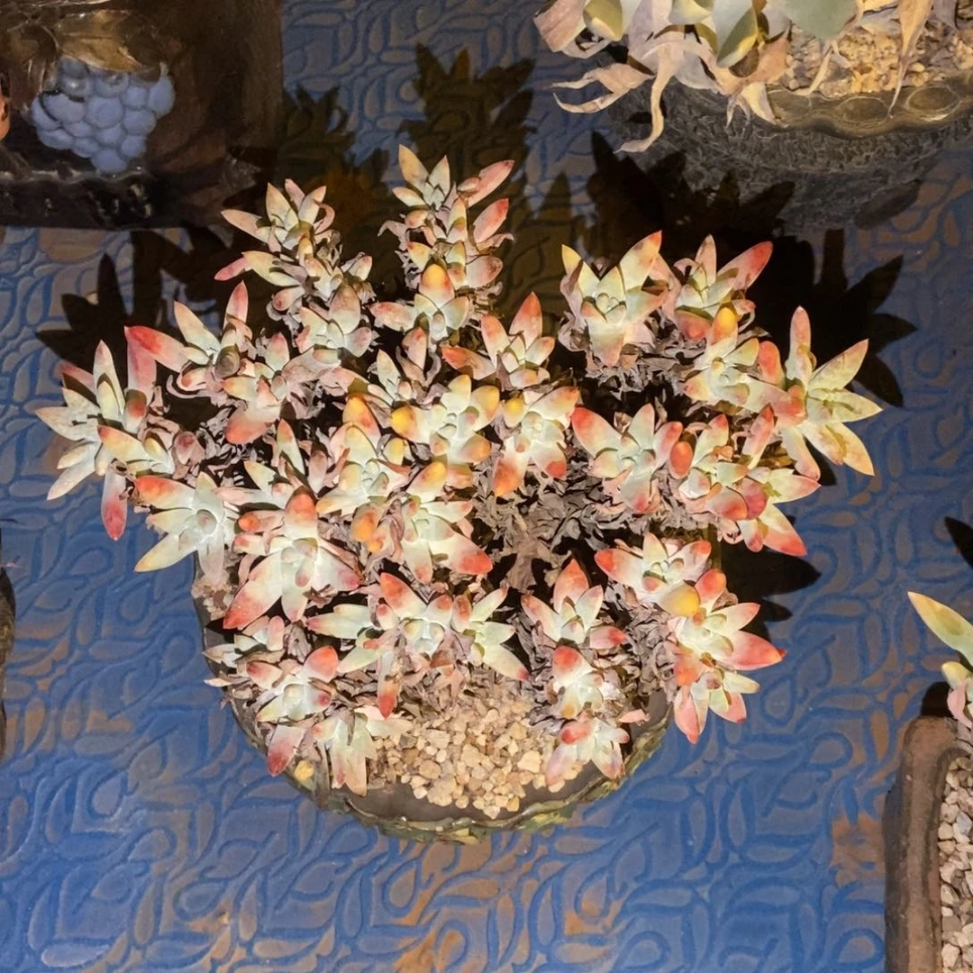 白姆多肉植物啦啦啦