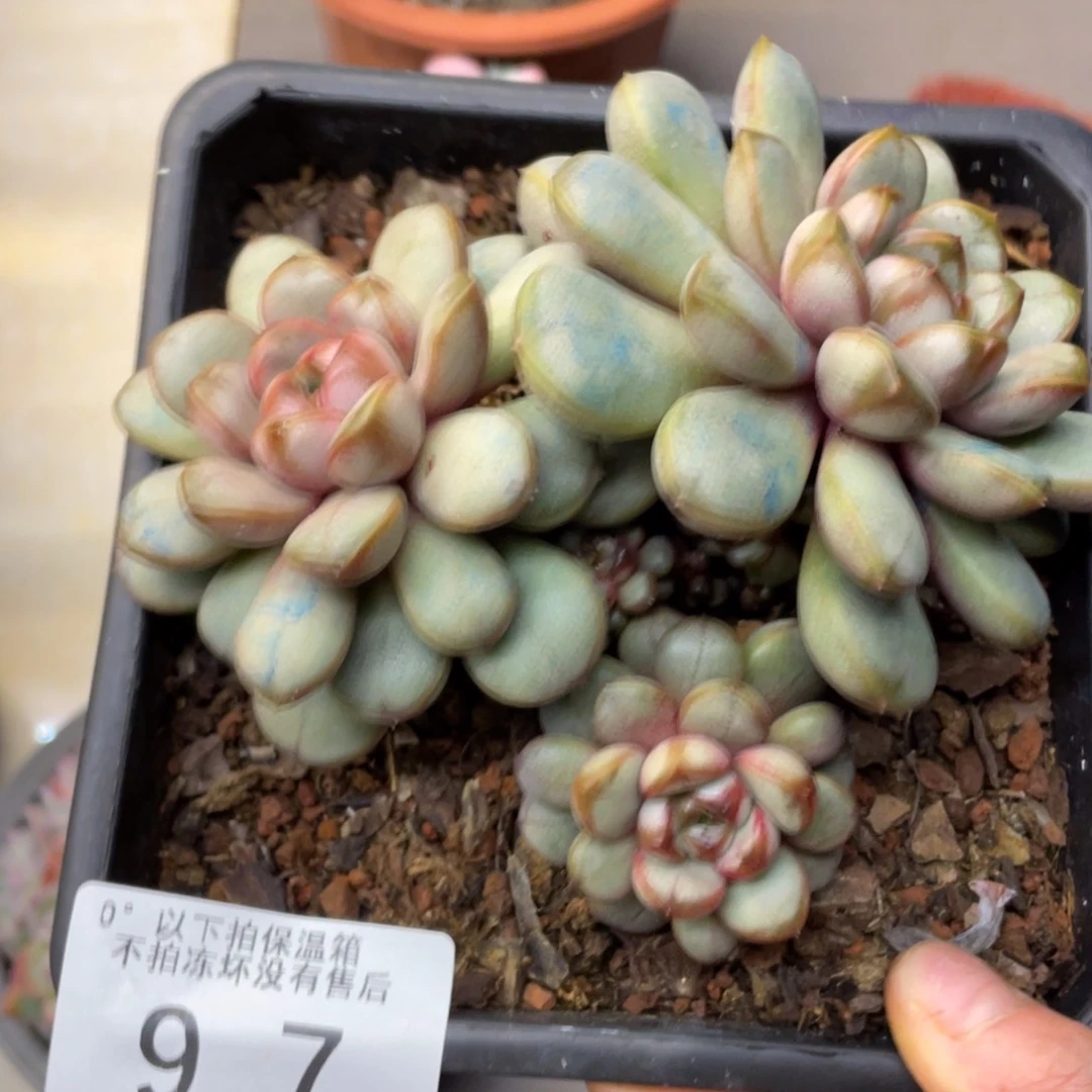 黑大帅多肉97葡萄