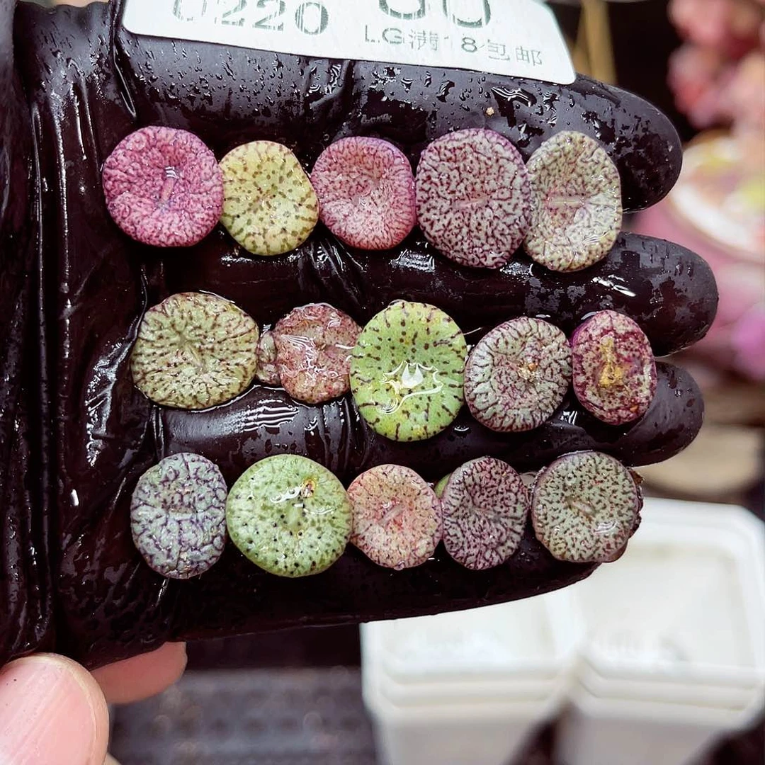 郎哥多肉生石花20-80