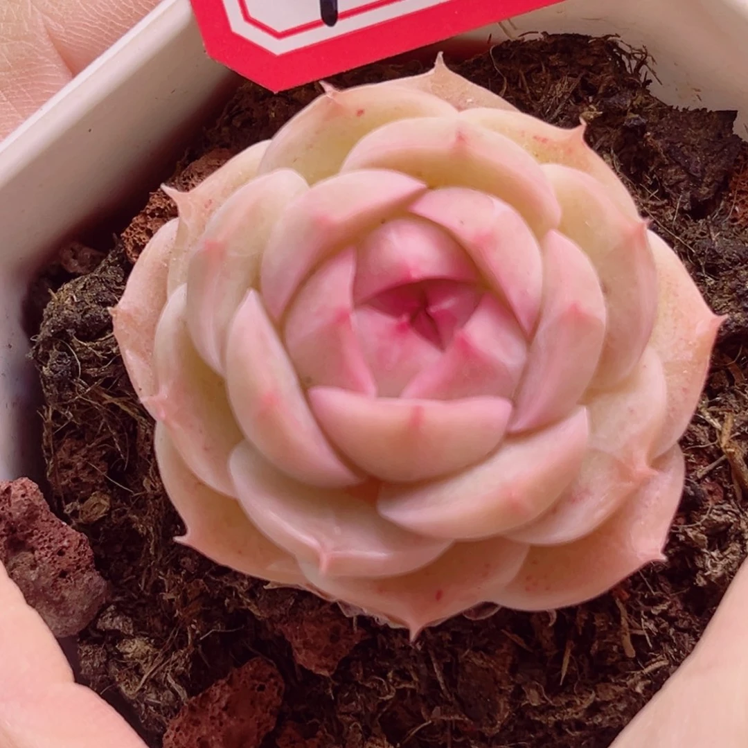 K286 一物一拍 奶豆