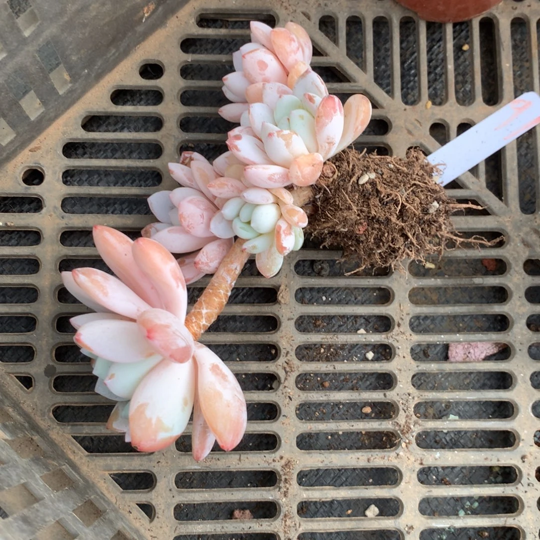 旭***旭人工关节治疗和各种风湿