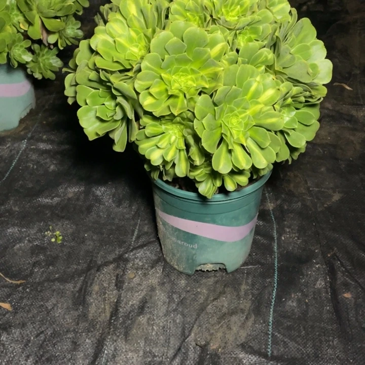 39翡翠琉璃多肉多肉植物
