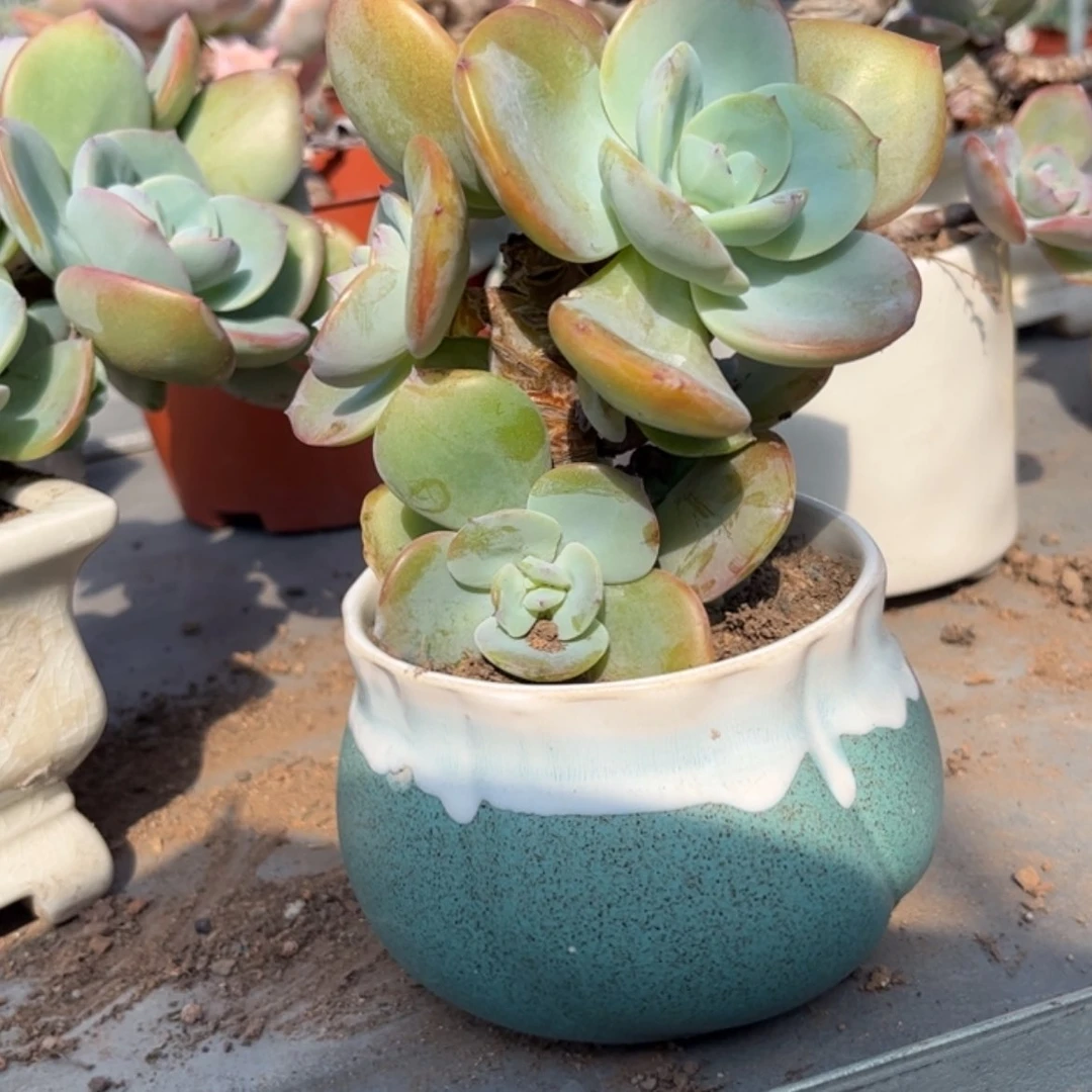【闪购商品】无花朵大**✨