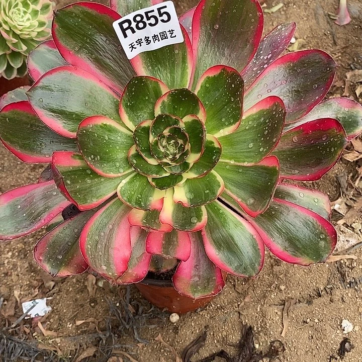 多肉植物巫毒白855多肉