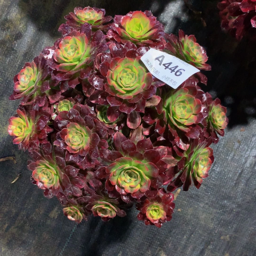 ?****?446安娜8888脱土裸根发货