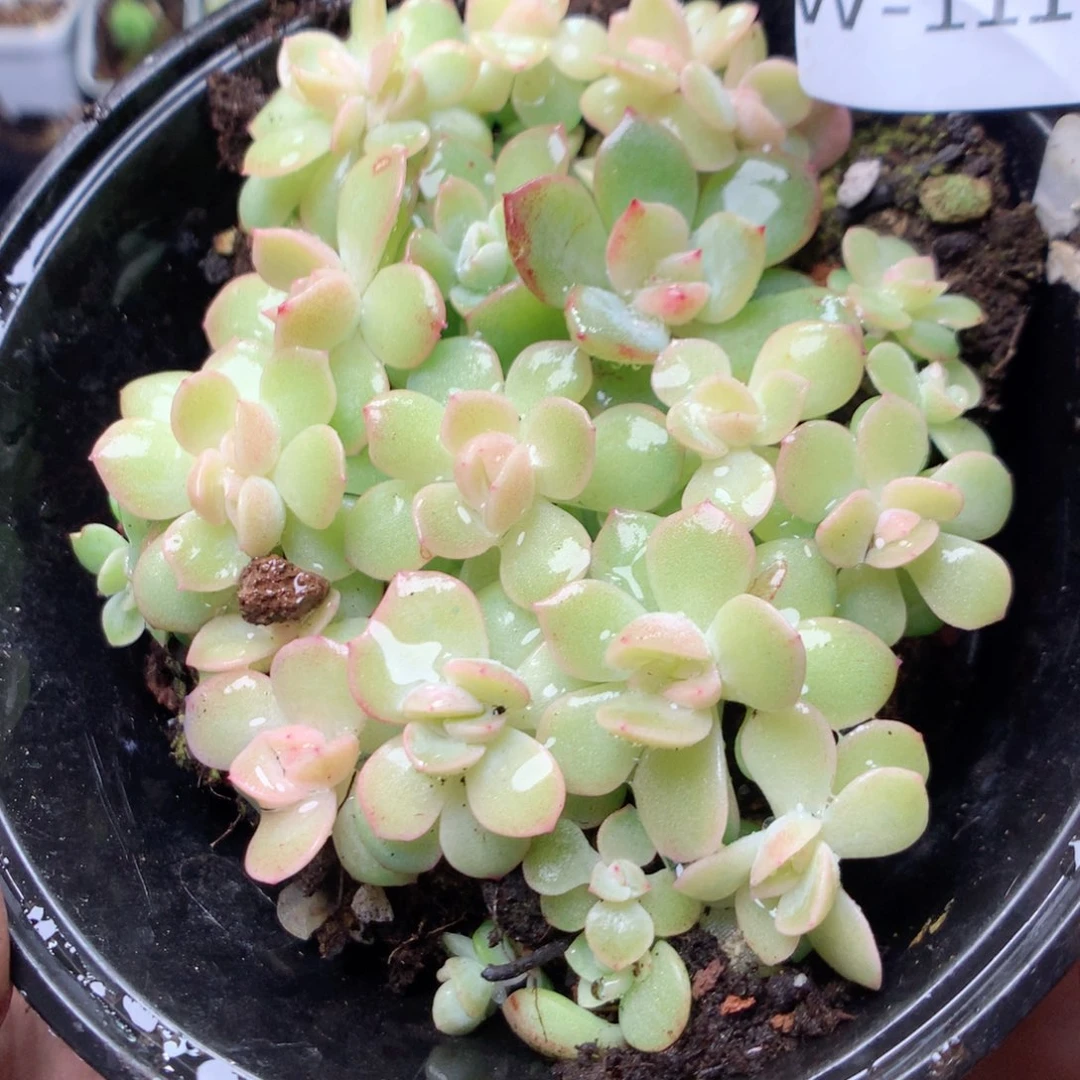 无花朵W111yyyyytt