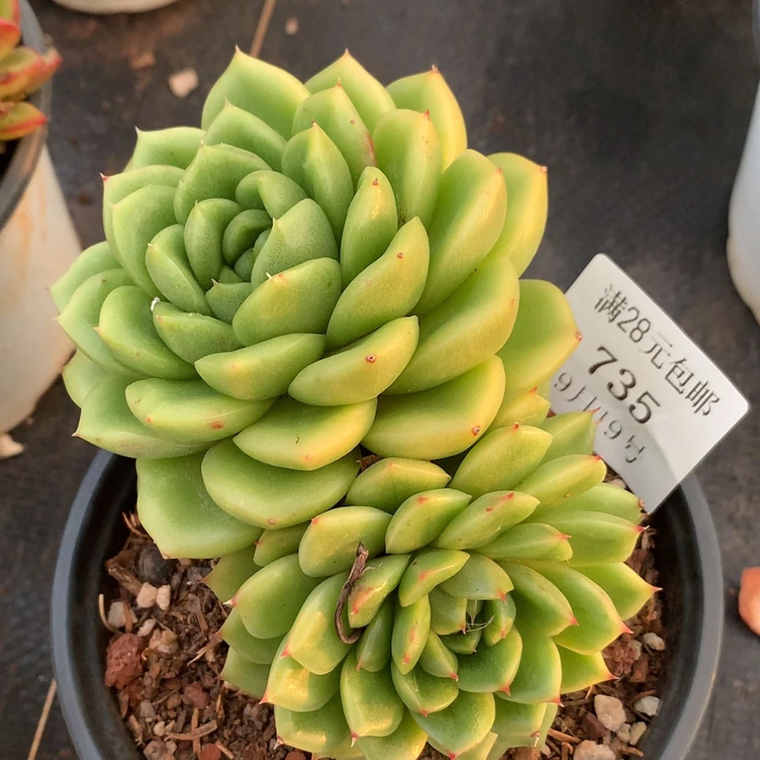 【闪购商品】云735号