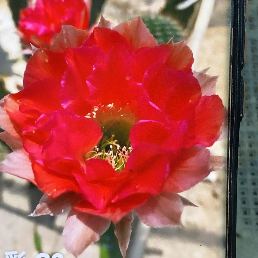 彩 G2侧芽歪20包邮/4–5公分