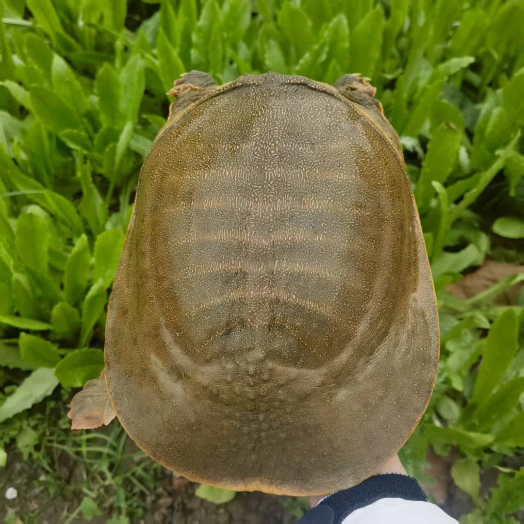 【农户直发】 外塘青黄背 单只 3斤以上生态鲜活大甲鱼老甲鱼