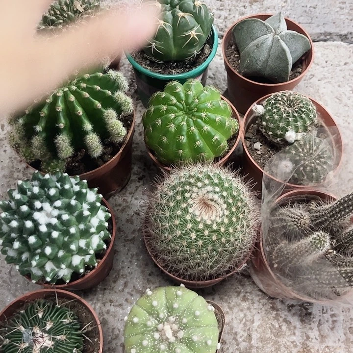 姣***姣组合装一物一拍包邮