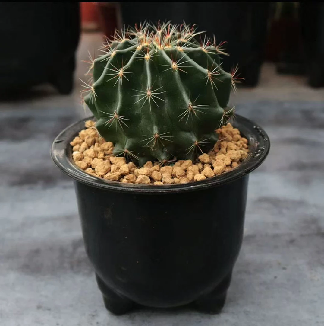 5颗 实生根 4-6cm 龙王 不指定带花苞