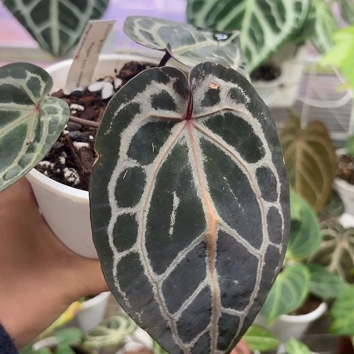 完全开放Nse红水晶