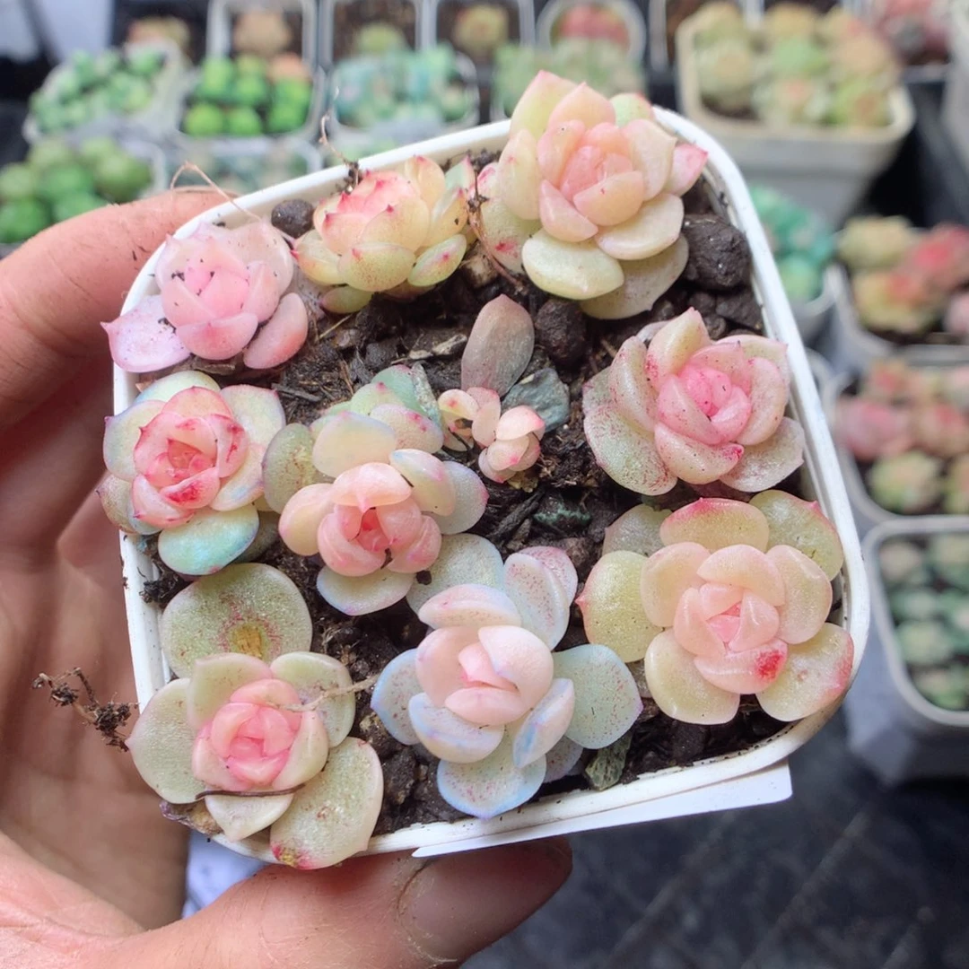 无花朵R49。b3。yyyyyyy