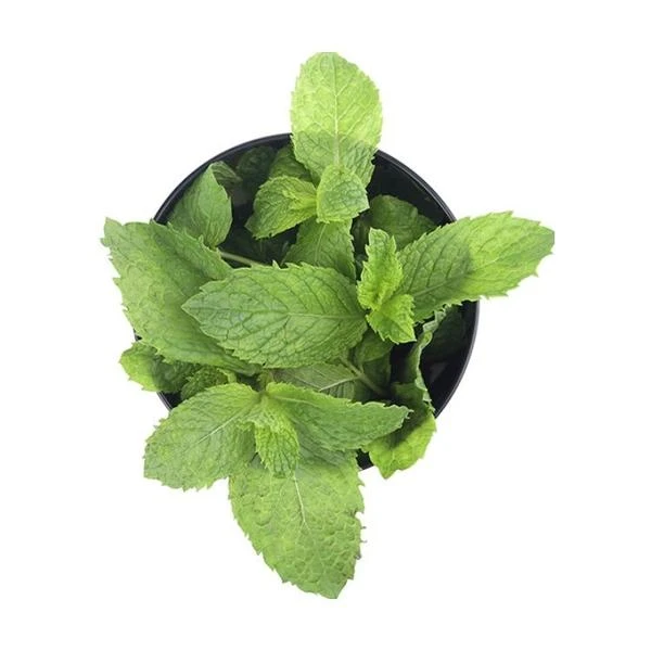 薄荷叶约100g/份绿色蔬菜