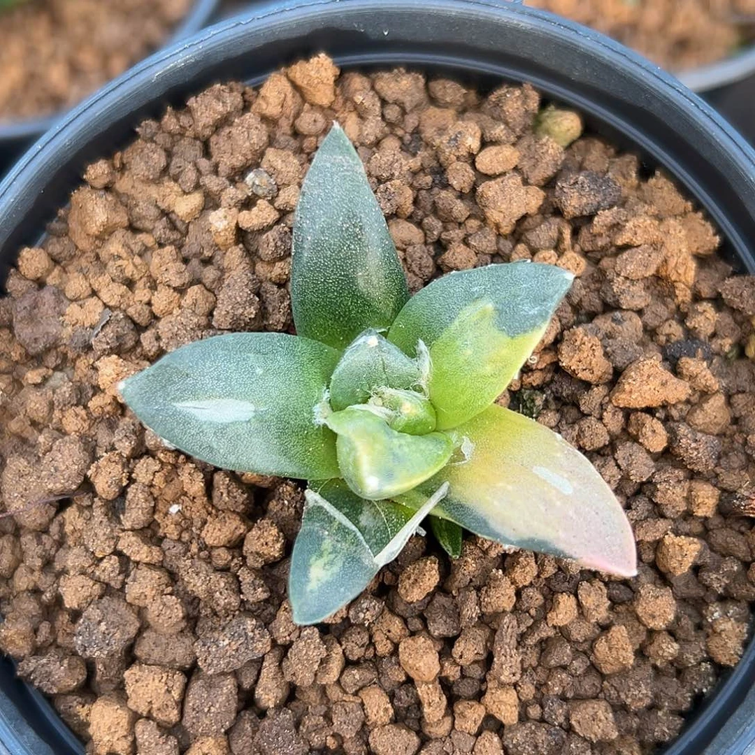 尚野园艺实生锦锦