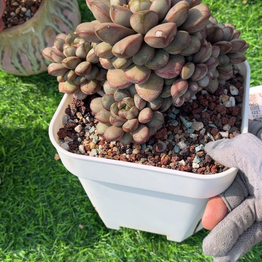 多肉植物1237…………….