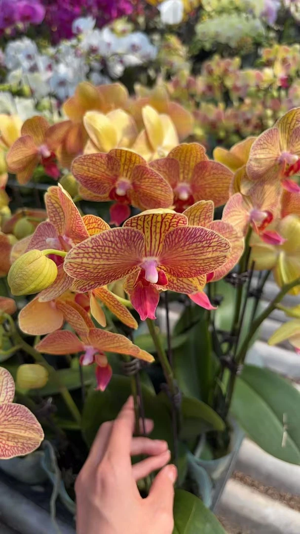 【黄金甲】梦语花卉培育蝴蝶兰美观家用观赏