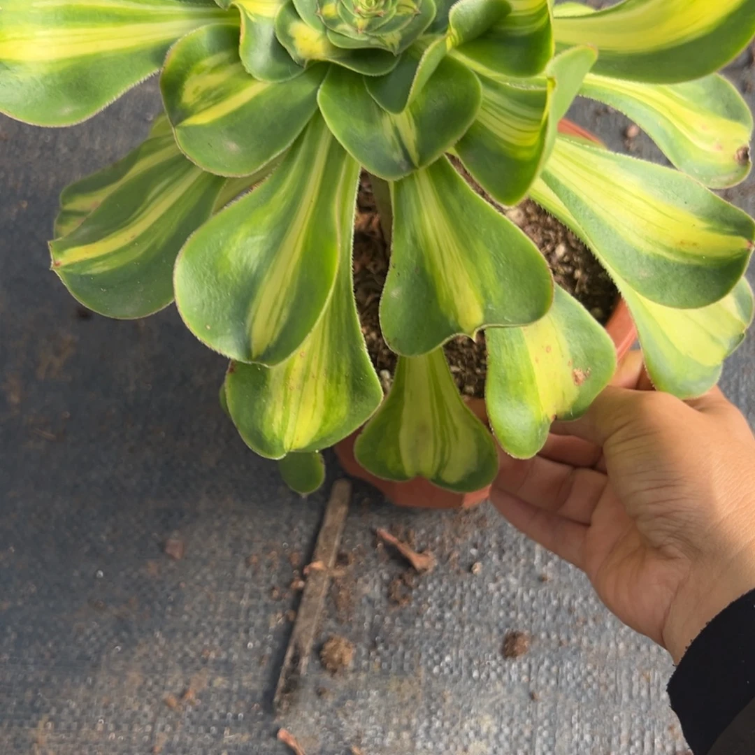 242暴君多肉多肉多头多肉