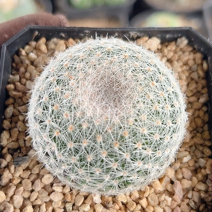 白绢实生仙人球