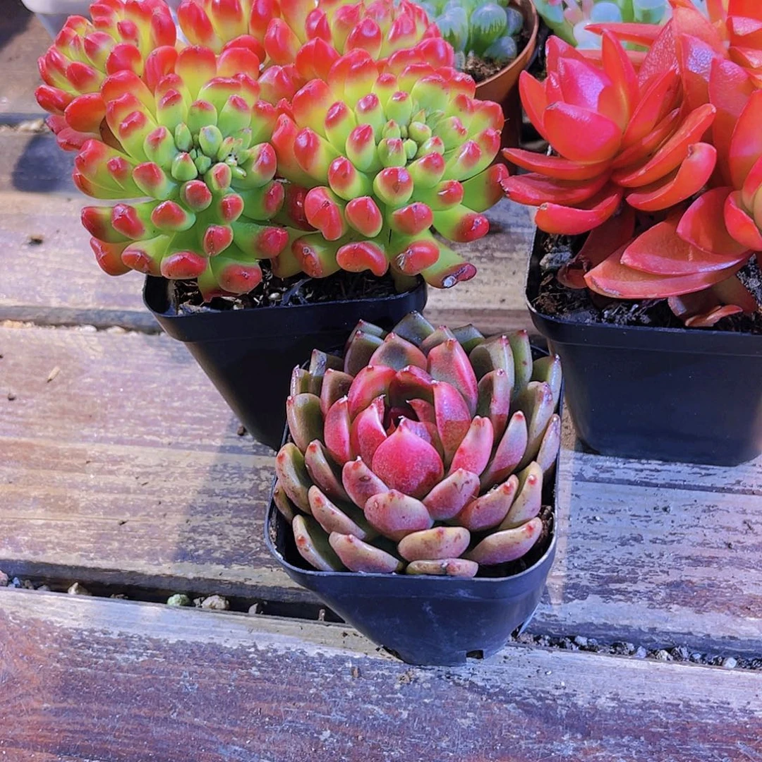 红灯笼。火祭群。玫瑰