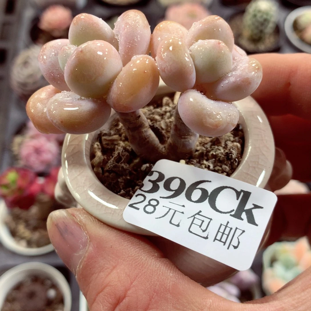 5厘米盆精控多肉396