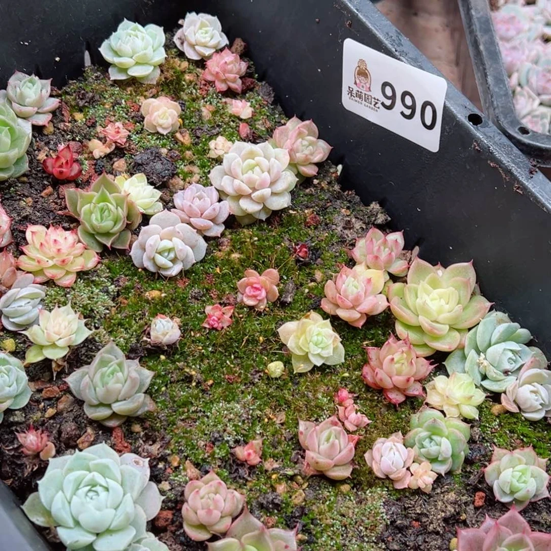 多肉植物多肉植物