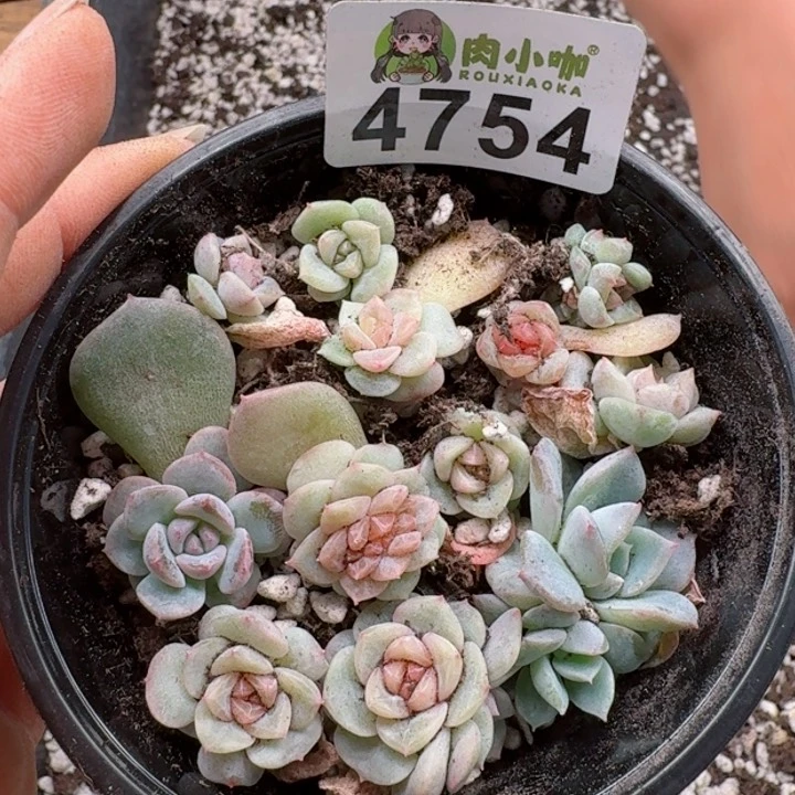 多肉植物多肉植物