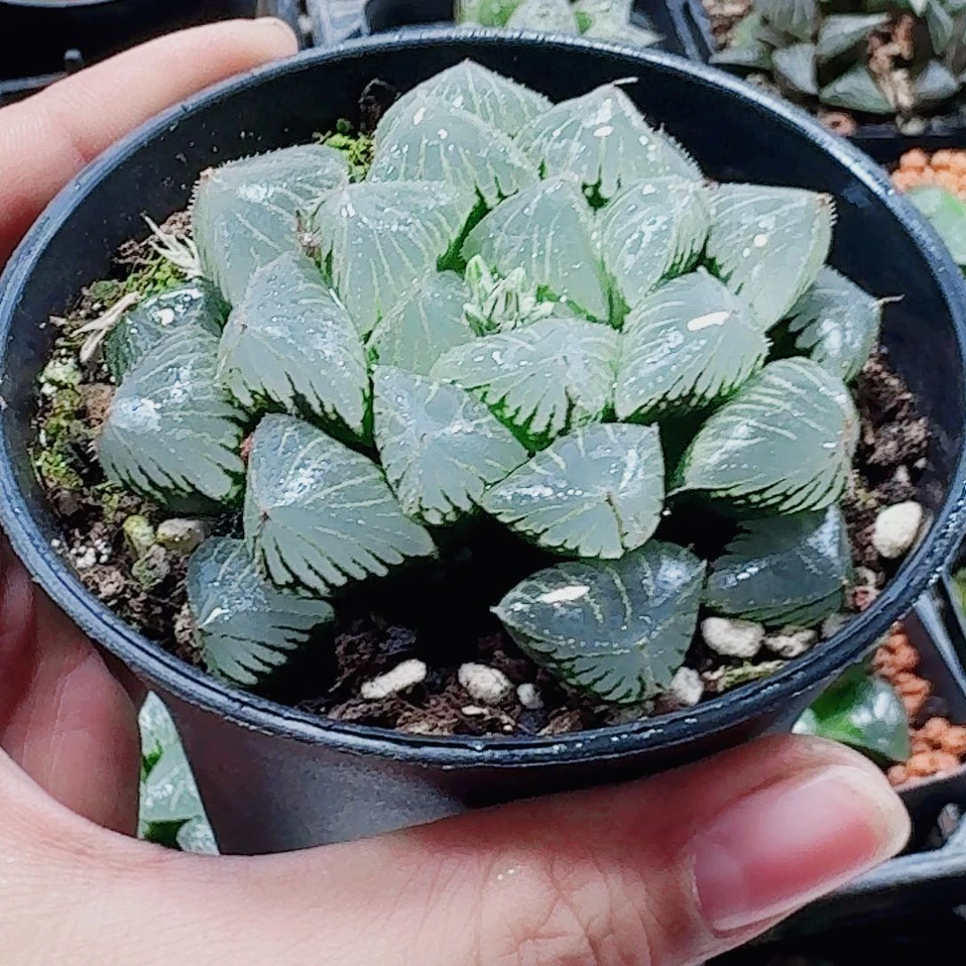 无花朵十二卷 糯米母本 新粉福利