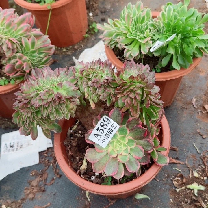 589 抹茶缀化多肉植物