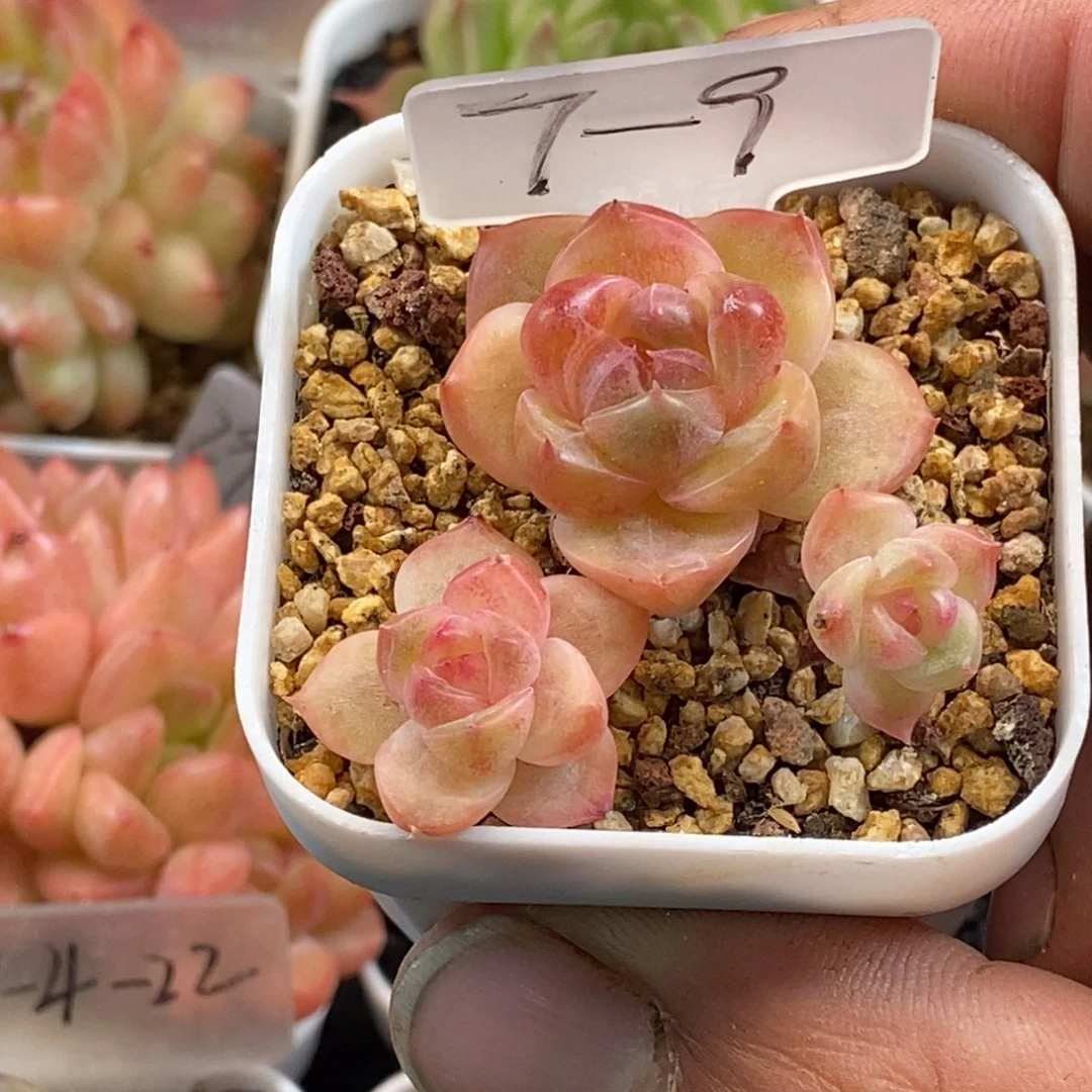 天官赐福百无禁忌