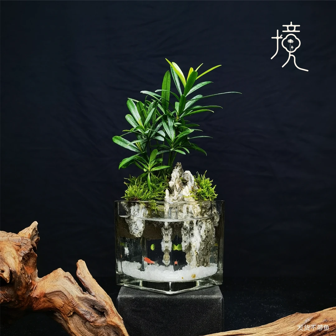 [山潭-W]罗汉松创意真绿植苔藓室内桌面微景观摆件山水缸8*8*8cm