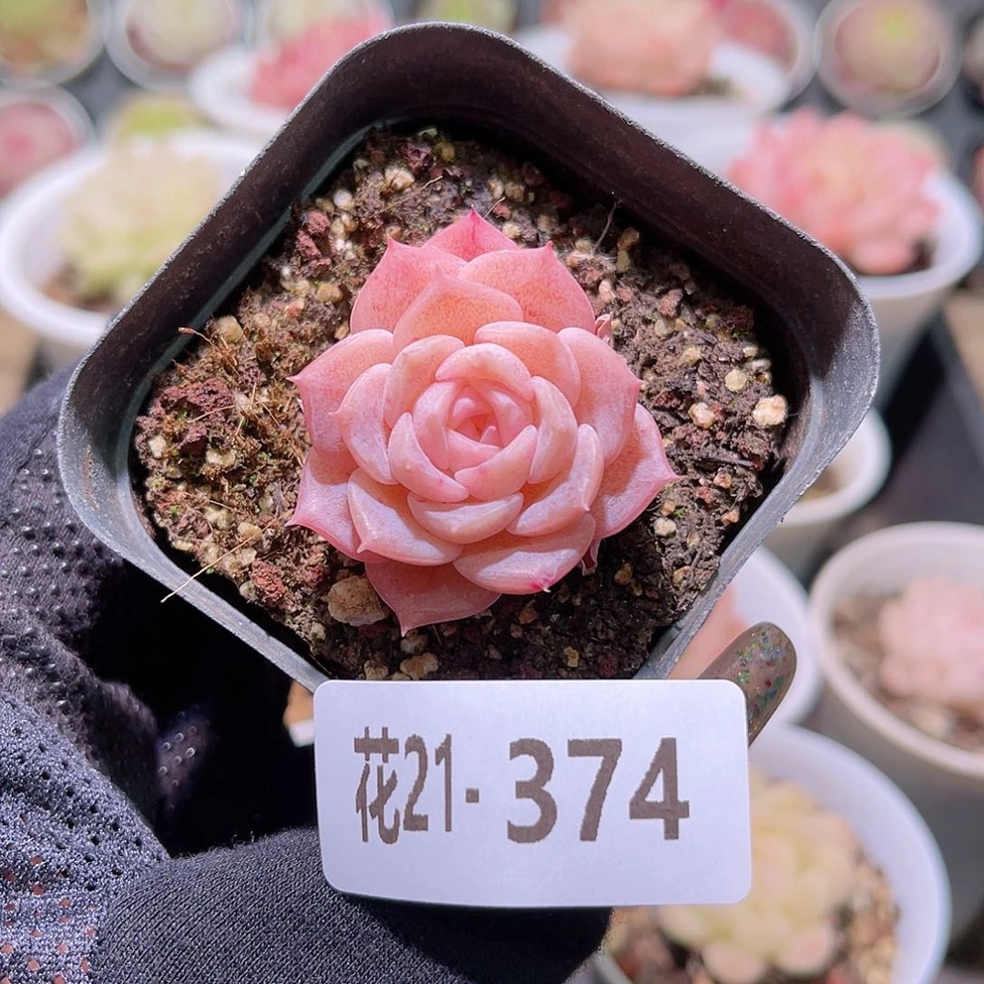 花利美21-374纯爱