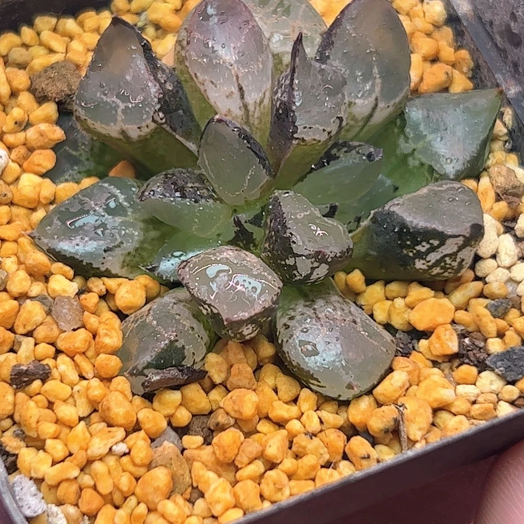 冰皇寿十二卷多肉植物