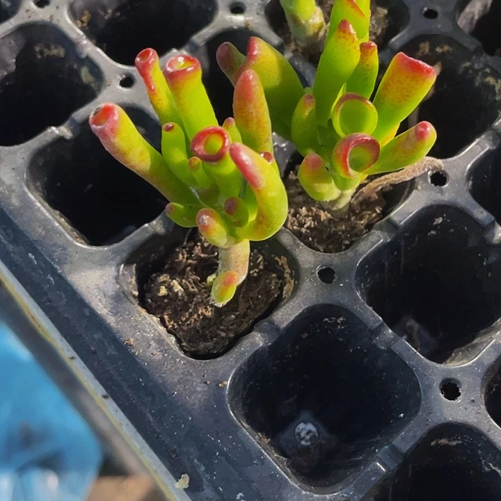 小西财树1元带土发