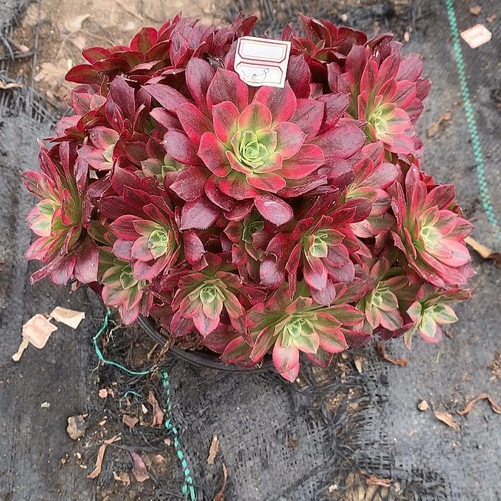 209安娜锦多肉植物