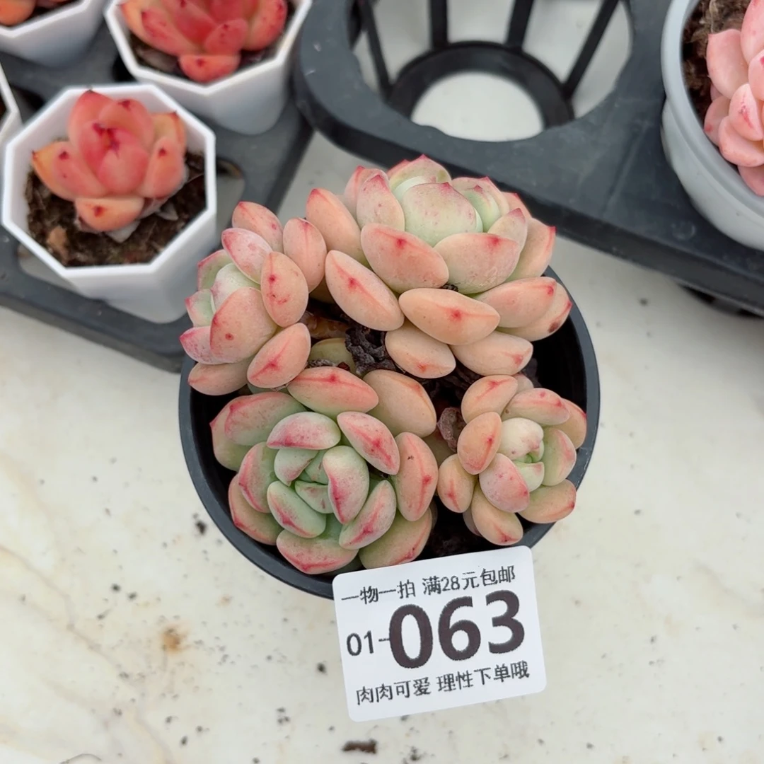 白底香草无盆土发货无盆土发货