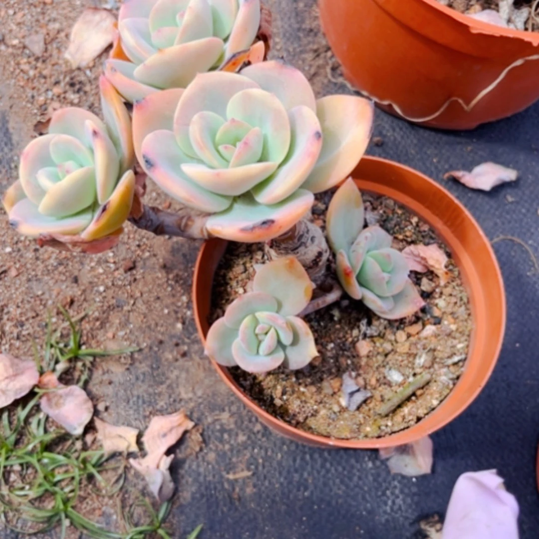 【闪购商品】风*雷白凤