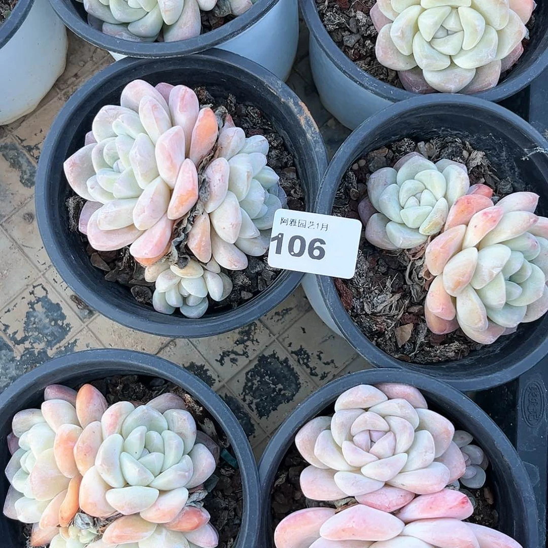 阿雅园艺。        脱土发货106