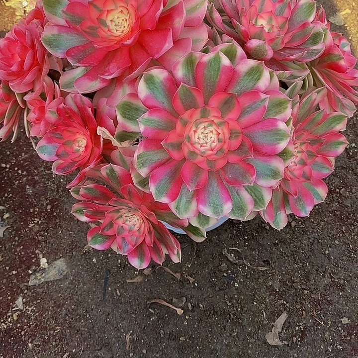 开***6多肉植物倾城816多肉