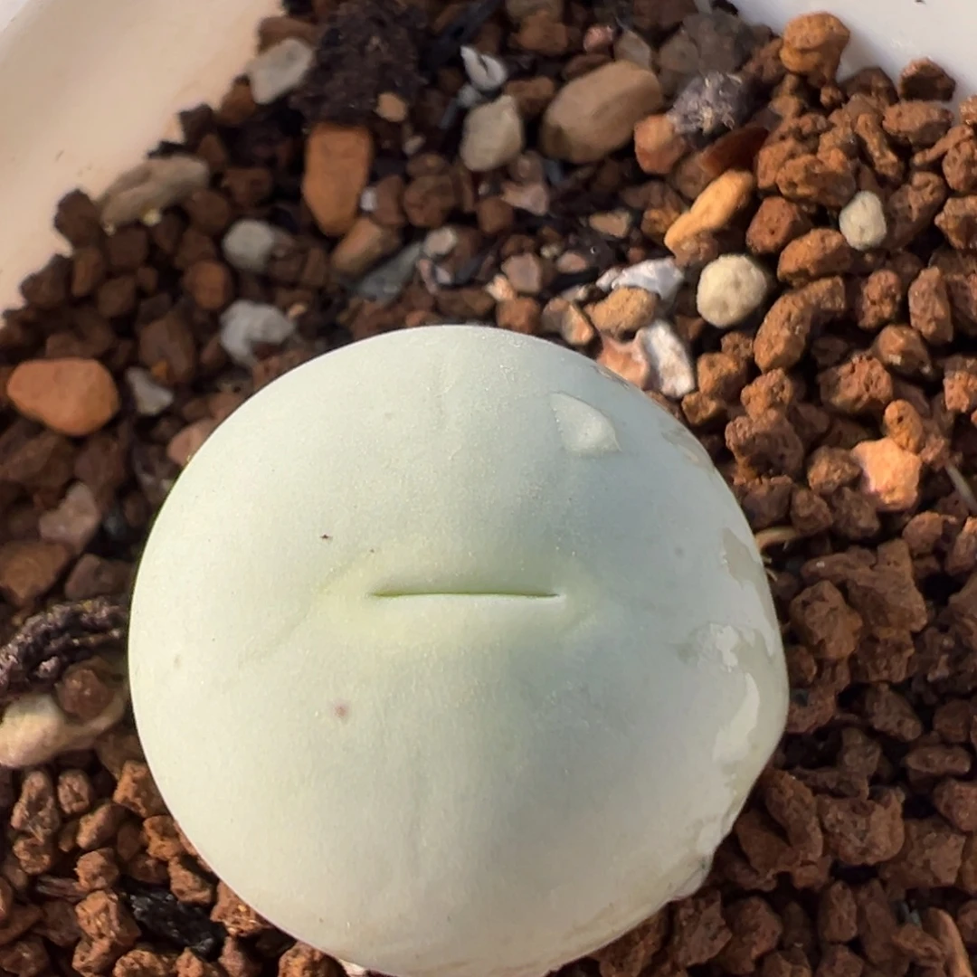 65多肉植物百科植物