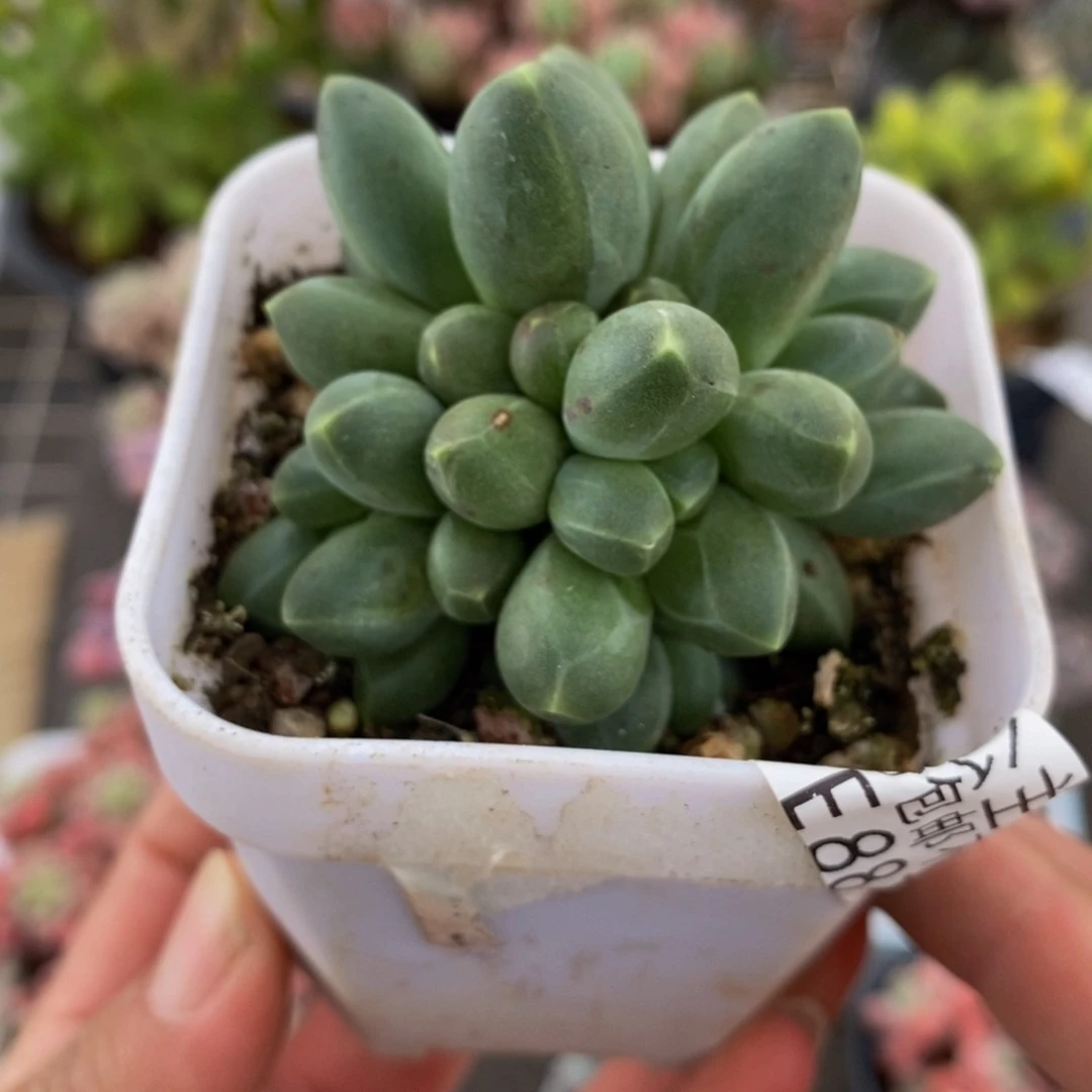 887香蕉树5cm多肉