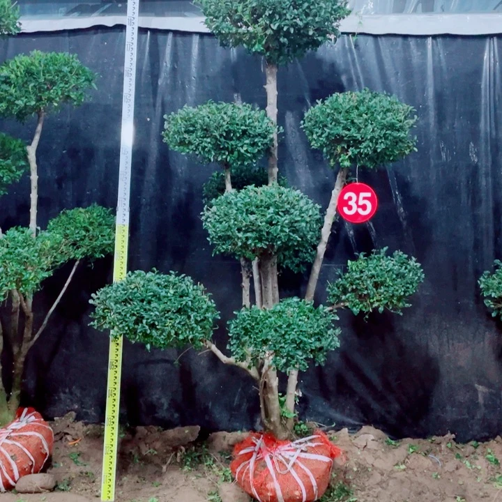 无花朵一物一拍一对一对