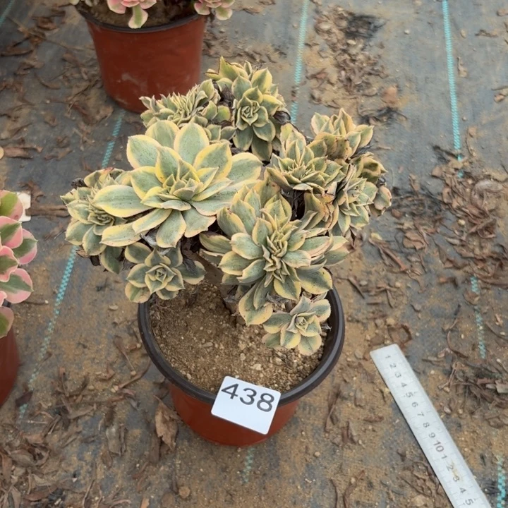 灿烂缀多肉植物不包损438会氧化发黑