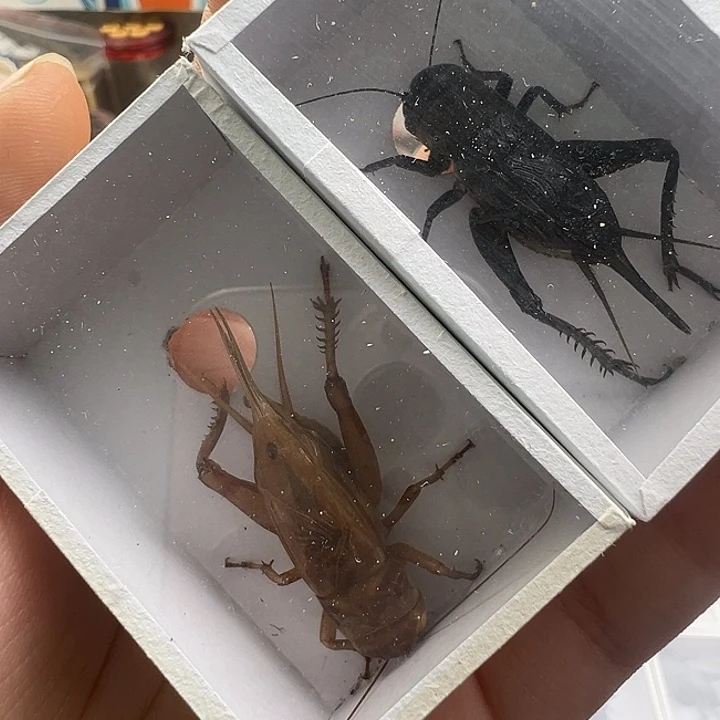 油葫芦两只…………………