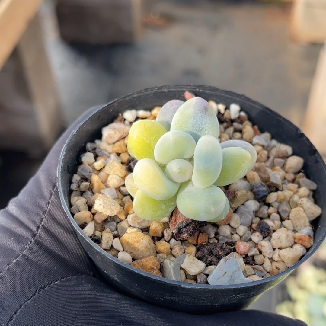 一物一拍不支持退换