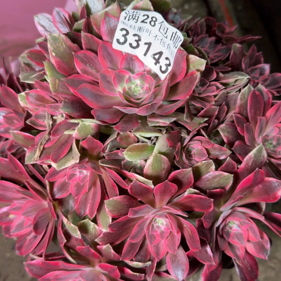 33143浣纱多肉植物提取